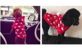 Christmas Series Pet Clothes Dog Apparel for Winter XXS [G]