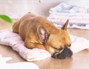 Soft Pet Beds Pet Mat Pet Crate Pads Cozy Beds For Dog/Cat