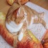 Summer pet nest  Dog cushions  Four seasons common kennel cat nest Pet mat cute mat
