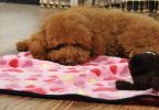 Super Soft Warm Washable Dog Cat Pet Bed Blanket-Pink Paw Print