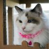 Lace Trimming with Little Bell Collar for Cat RED(Fit 17~28cm Neck)