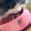 5-Inch Lovely Environmental protection Ceramic Cat Food Bowl ,PINK (17*13.5cm)