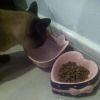 5-Inch [Lovely Pink Bow] Ceramic Cat Food Bowl , Pet Bowl (12.8*12.8*5cm)