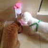 Lovely Pet kitten Puppy Adjustable Height Water Dispenser, Water Bottle, PINK