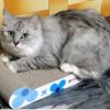 Sun Flower Series Corrugated Paper Cat Scratching Pad/Board,Cat Bed,BLUE
