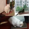 [Honeycomb] Pet Toy--Corrugated Paper Cat Scratching Pad/Board (49.5*22.5*4cm)