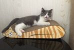 Natural Paper&Wood Cat Scratching Pad New Style Scratcher with Catnip