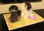 Natual Soft Pet Dog Bed Mat Bamboo Mat PINK Strawberry, 50*37.5cm