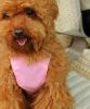 Convenient Simple Dog Car Vest Harness Pet Safety Seat Belt PINK, L
