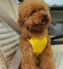 Convenient Simple Dog Car Vest Harness Pet Safety Seat Belt YELLOW, XL