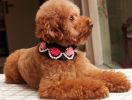 Lace Trimming Beads Decorated Adjustable Collar BLACK(Fit 26~32cm neck)