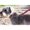 Anubis leopard dog leash