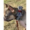 Xolotl pied de poule bow tie