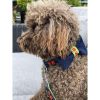 Navy denim & Neon dog bow tie with red studs