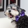 Purple satin leopard dog bow tie