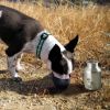 Plastic Fin Cap Pet Travel Water Bottle in Stainless Steel, Small, Silver and Black-Set of 12