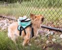Pet Life  'Dumbone' Dual-Pocketed Compartmental Animated Dog Harness Backpack