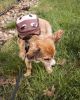 Pet Life  'Mooltese' Large-Pocketed Compartmental Animated Dog Harness Backpack
