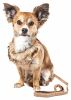 Pet Life  Luxe 'Furracious' 2-In-1 Mesh Reversed Adjustable Dog Harness-Leash W/ Removable Fur Collar