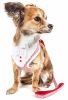 Pet Life  Luxe 'Spawling' 2-In-1 Mesh Reversed Adjustable Dog Harness-Leash W/ Fashion Bowtie