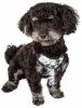 Pet Life  'Bonatied' Mesh Reversible And Breathable Adjustable Dog Harness W/ Designer Neck Tie