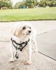 Pet Life  'Bonatied' Mesh Reversible And Breathable Adjustable Dog Harness W/ Designer Neck Tie