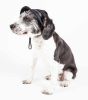 Pet Life  'Sea Spot Sun' Uv Protectant Adjustable Fashion Mesh Brimmed Dog Hat Cap