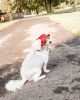 Pet Life  'Sea Spot Sun' Uv Protectant Adjustable Fashion Mesh Brimmed Dog Hat Cap
