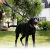 Pet Life Tough-Tugger Industrial-Strength Shock Absorption Woven Dog Leash