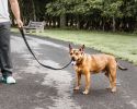 Pet Life  'Aero Mesh' Dual Sided Comfortable And Breathable Adjustable Mesh Dog Leash