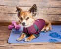 Dog Helios  'Eboneflow' Mediumweight 4-Way-Stretch Flexible And Breathable Performance Dog Yoga T-Shirt