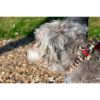 Anubis leopard dog collar