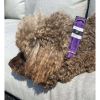 Fenrir purple satin leopard animal print dog collar