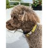 Mustard honeycomb frayed denim dog collar