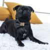 Leather mustard houndstooth collar & bow tie
