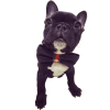 Red leather & navy denim designer dog collar & bow tie